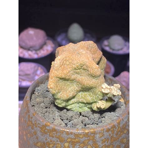 四方凝蹄玉|四方凝蹄玉Pseudolithos cubiformis